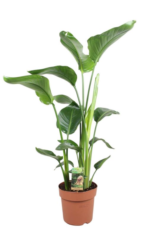 Strelitzia Nicolai (paradijsvogelplant) - Kamerplant - 21 cm
