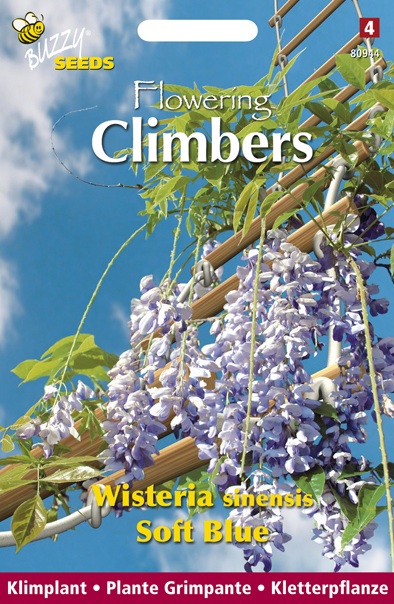 Buzzy Climbers Wisteria Soft Blue - Bloemzaden