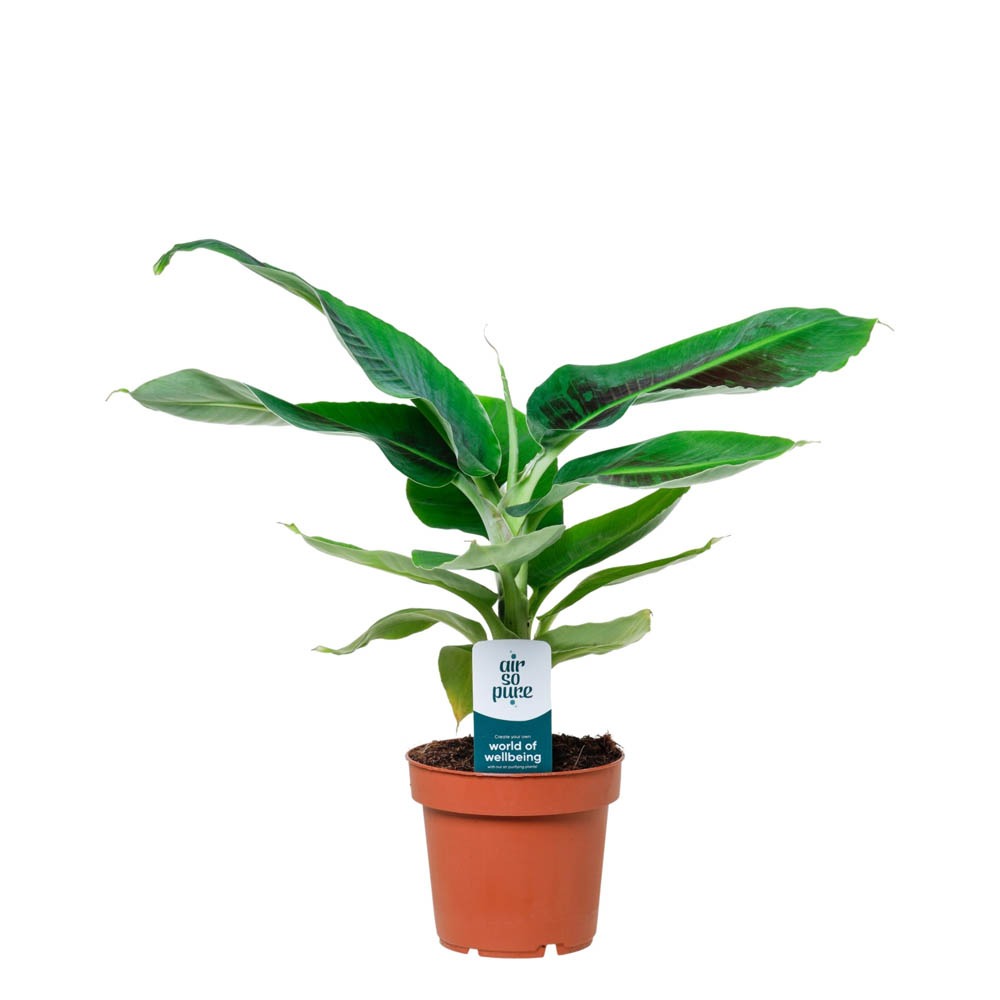 Bananenplant (Musa Dwarf Cavendish) - Kamerplant - 12 cm