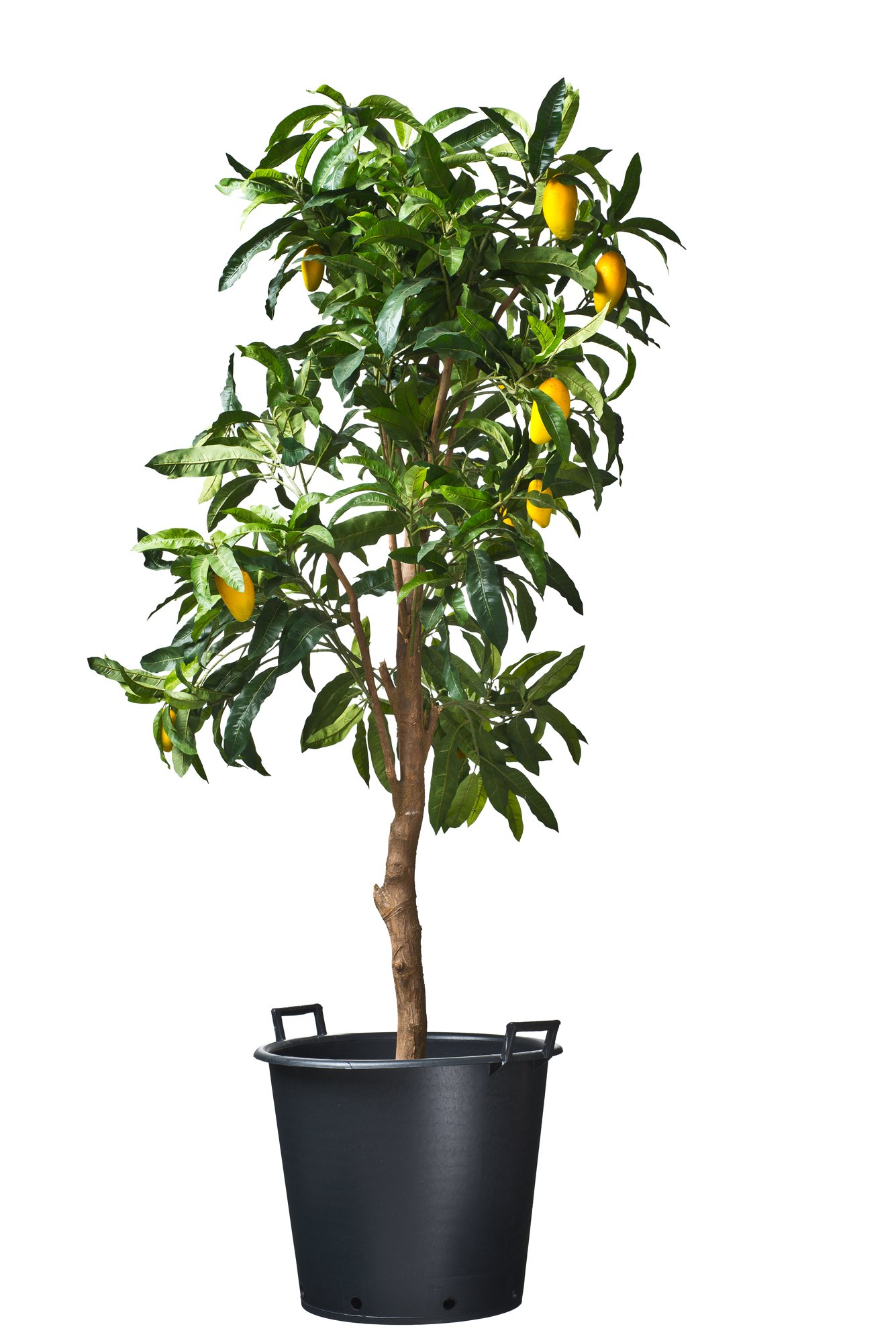 Nature Plantcontainer Ritzi - Kweekbenodigdheden - 36.5x44.5x36.5 cm Nature Plantcontainer Ritzi - Kweekbenodigdheden - 36.5x44.5x36.5 cm