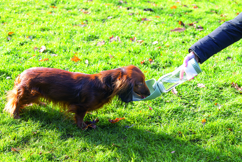 Beeztees Rua - Reis Voer & Drinkbak - Blauw