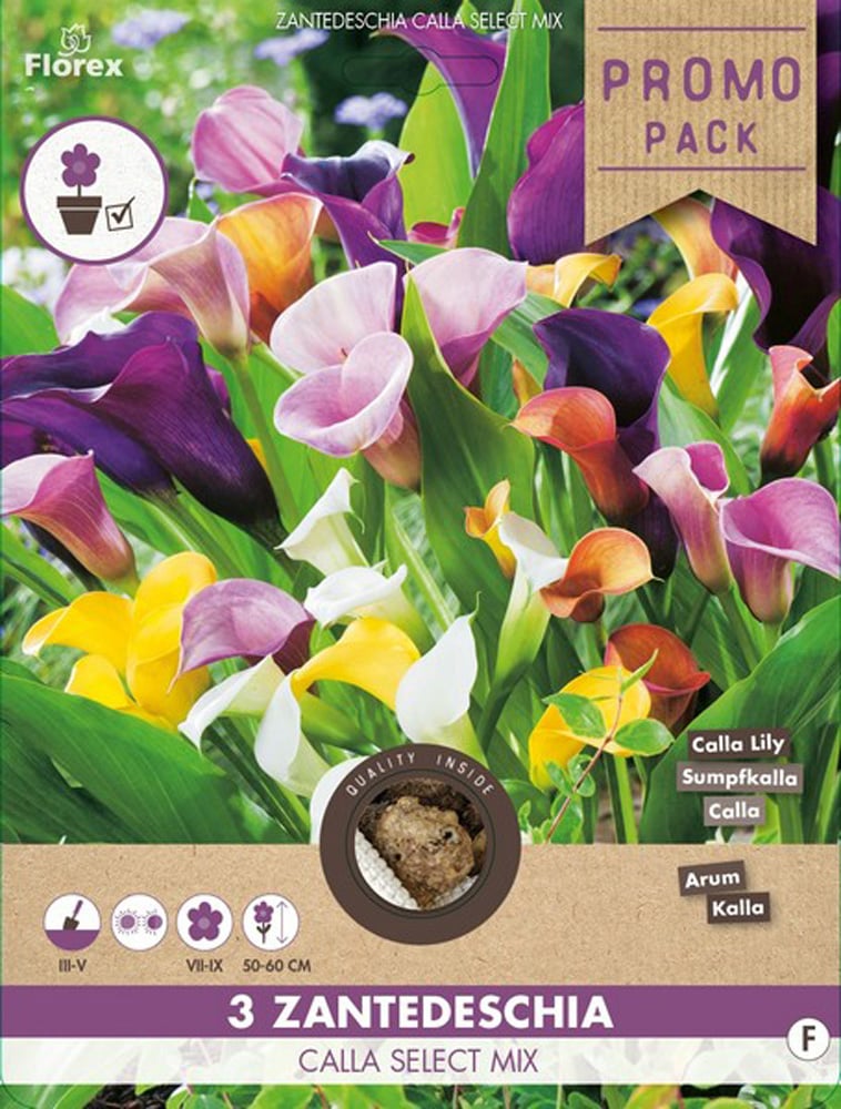 Florex Calla Aronskelk - Bloembollen - Multi