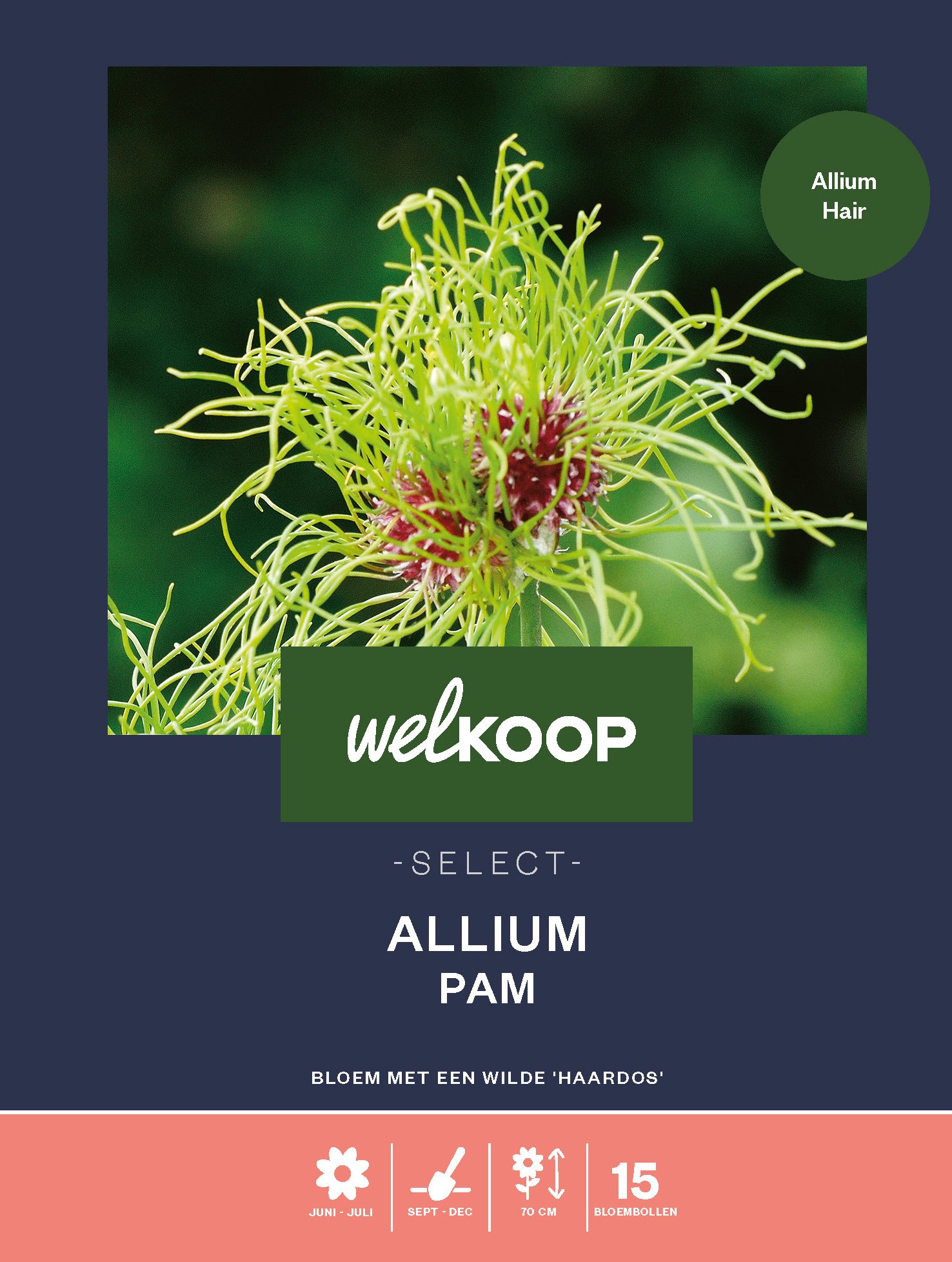 Welkoop Select Allium Pam - Bloembollen