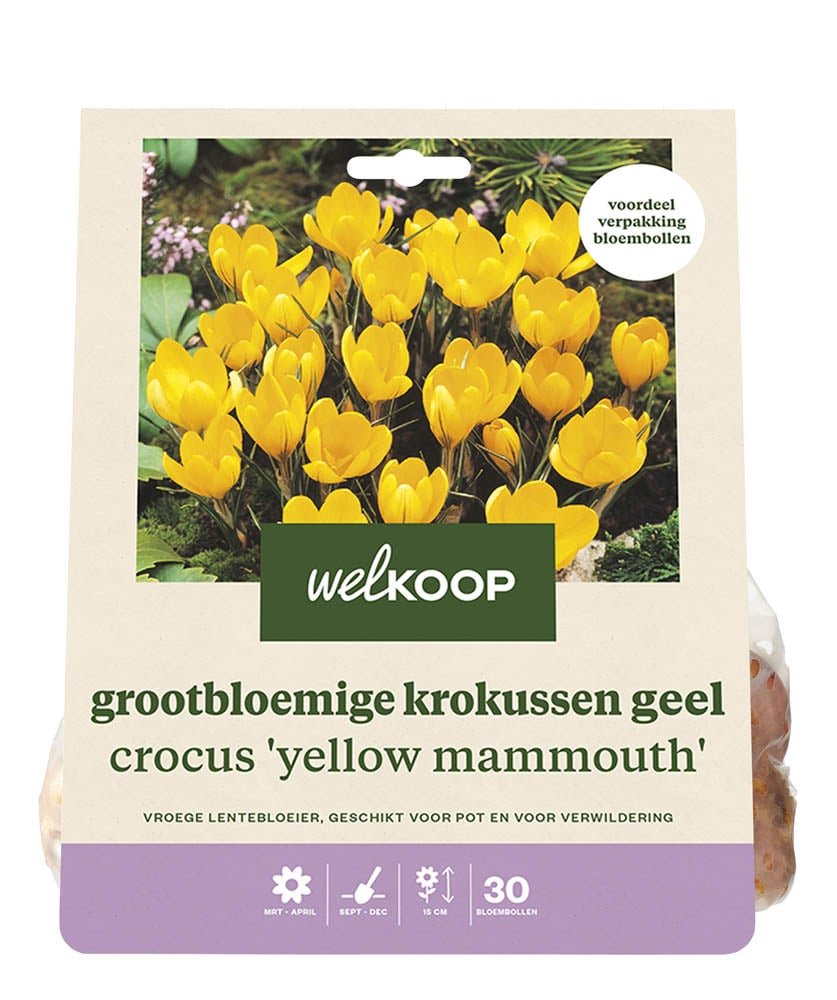 Welkoop Krokus Niene - Bloembollen