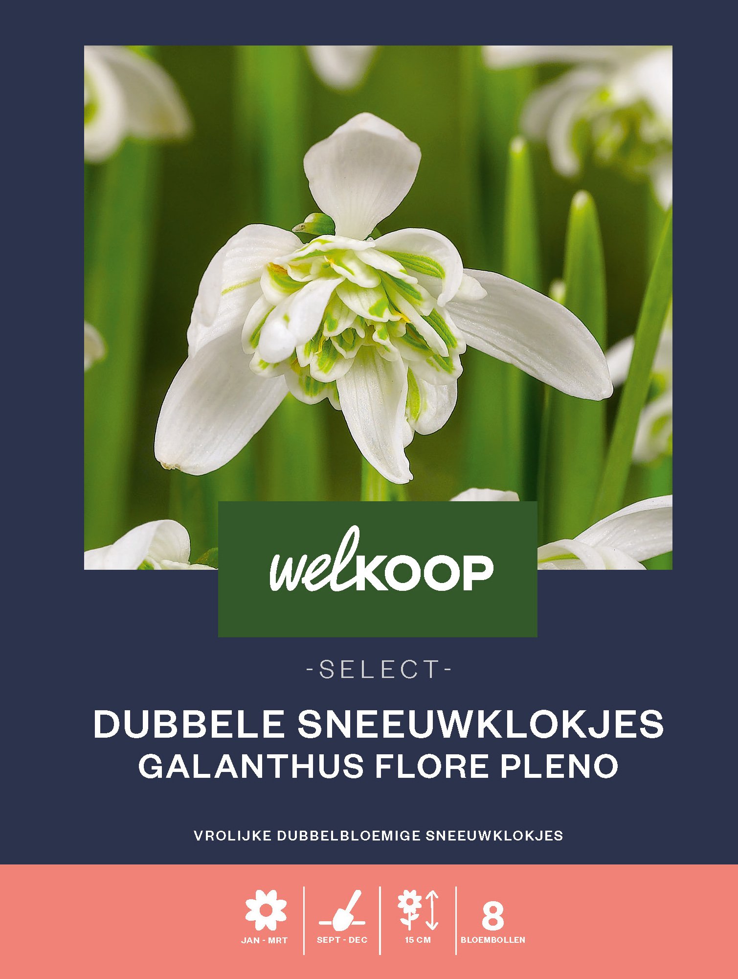 Welkoop Select Dubbele Sneeuwklokjes Galanthus Flore Pleno - Bloembollen