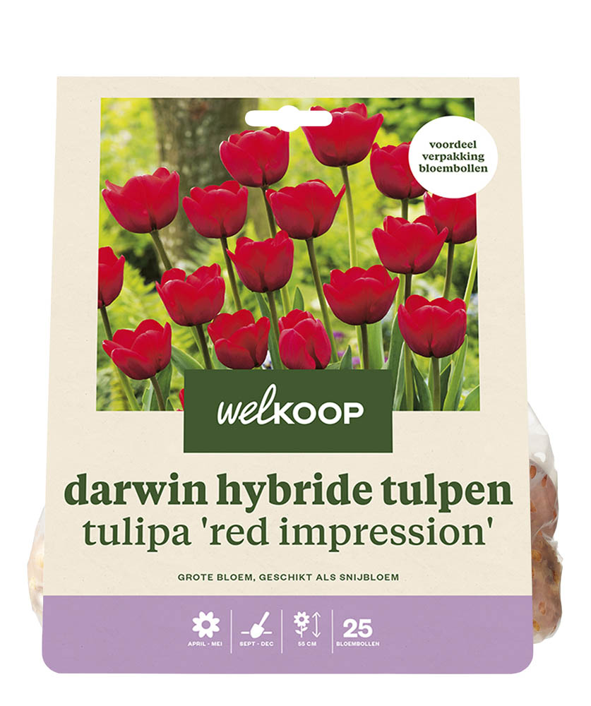 Welkoop Tulp Emily - Bloembollen