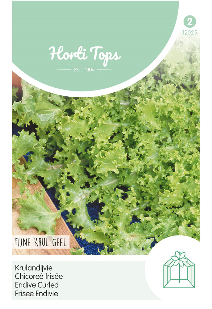 Hortitops Krulandijvie Cichorium endivia Fijne Krul Geel (Altijd Witte) - Andijvie