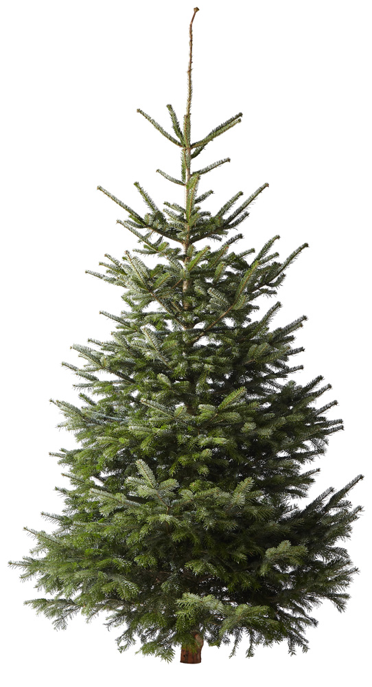 Nordmann gezaagd - Kerstboom - 300 cm