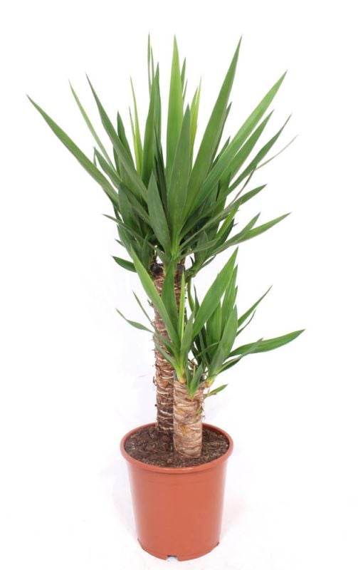 Yucca (palmlelie) - Kamerplant - 21 cm