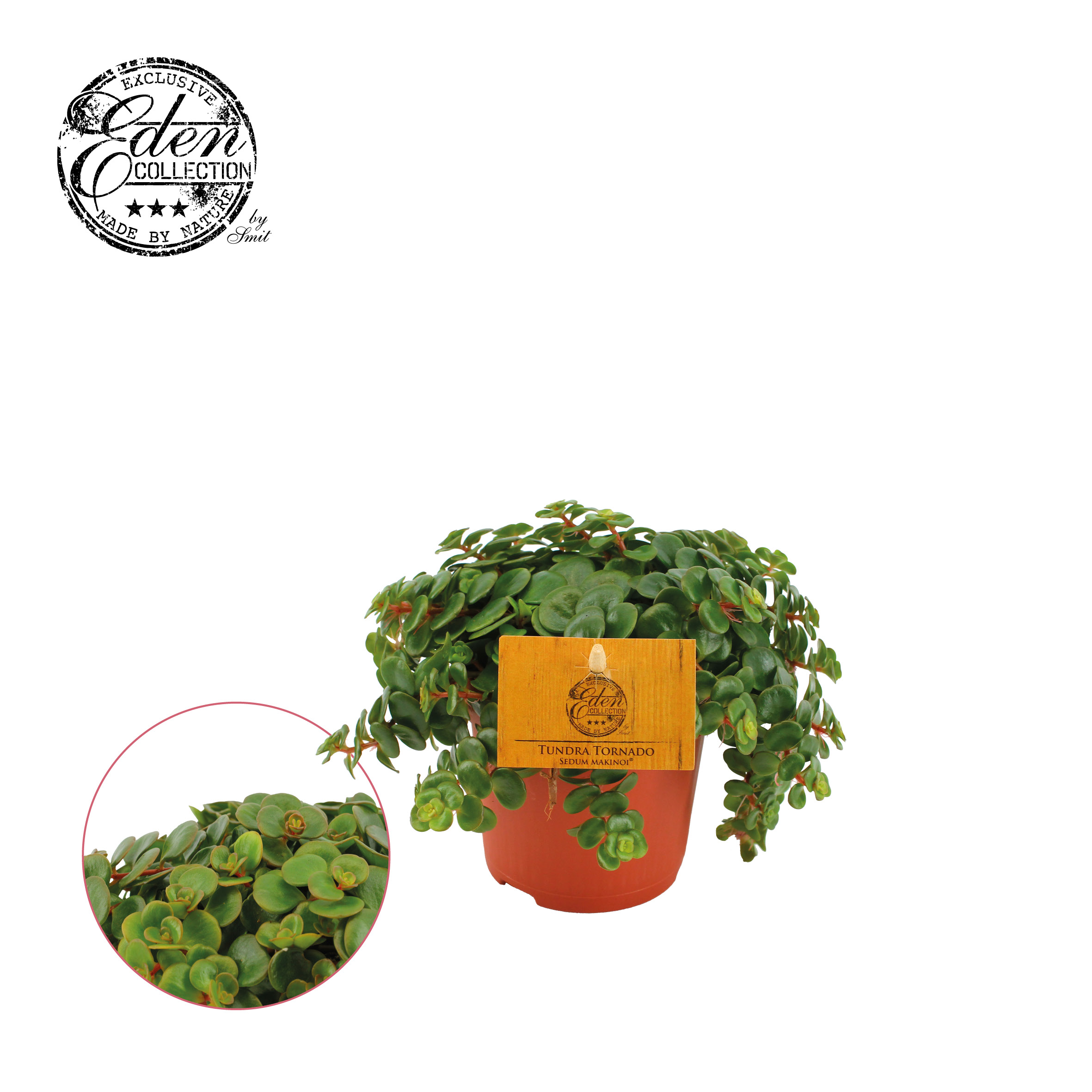 Sedum Tornado (vetkruid) - Kamerplant - 10.5 cm