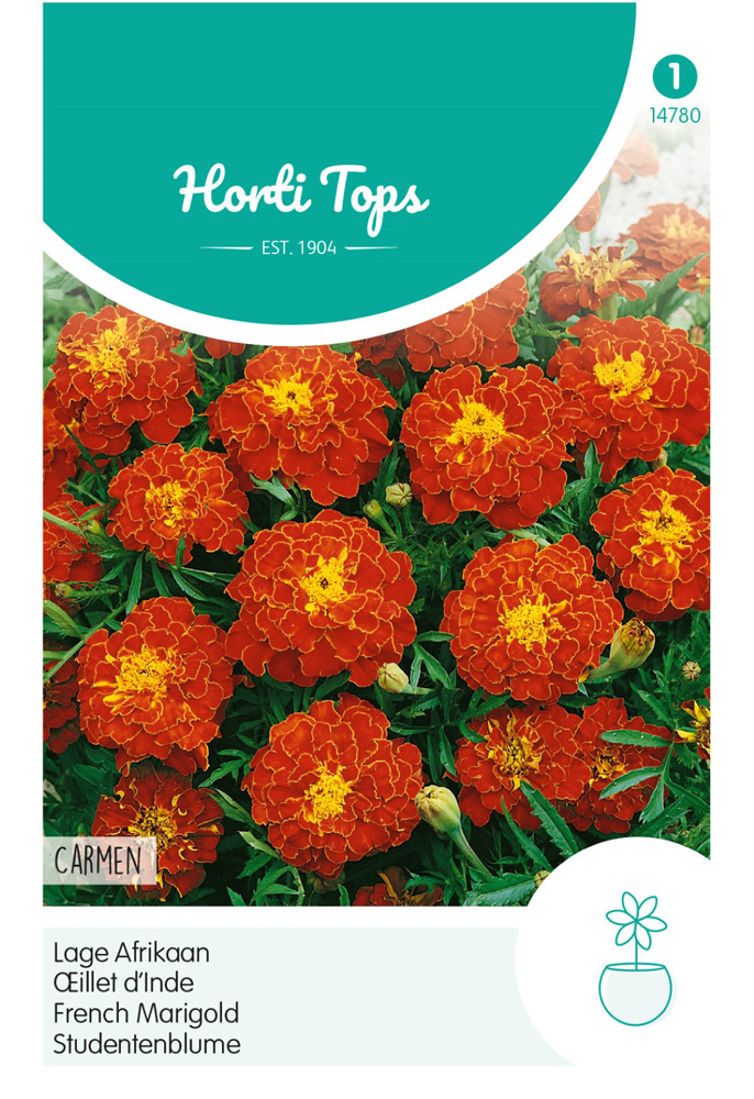 Hortitops Lage Afrikaan Carmen - Bloemzaden
