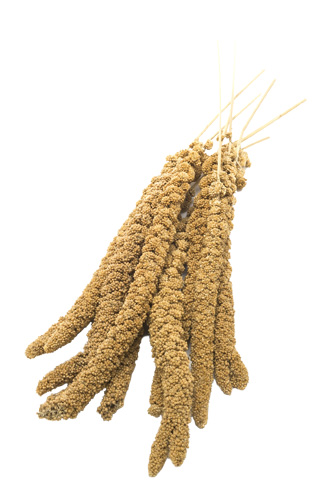 Welkoop Trosgierst - Vogelvoer - 0.2 Kilogram