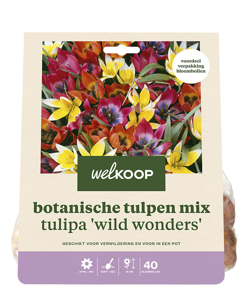 Welkoop Botanische Tulpen mix Lieke - Bloembollen
