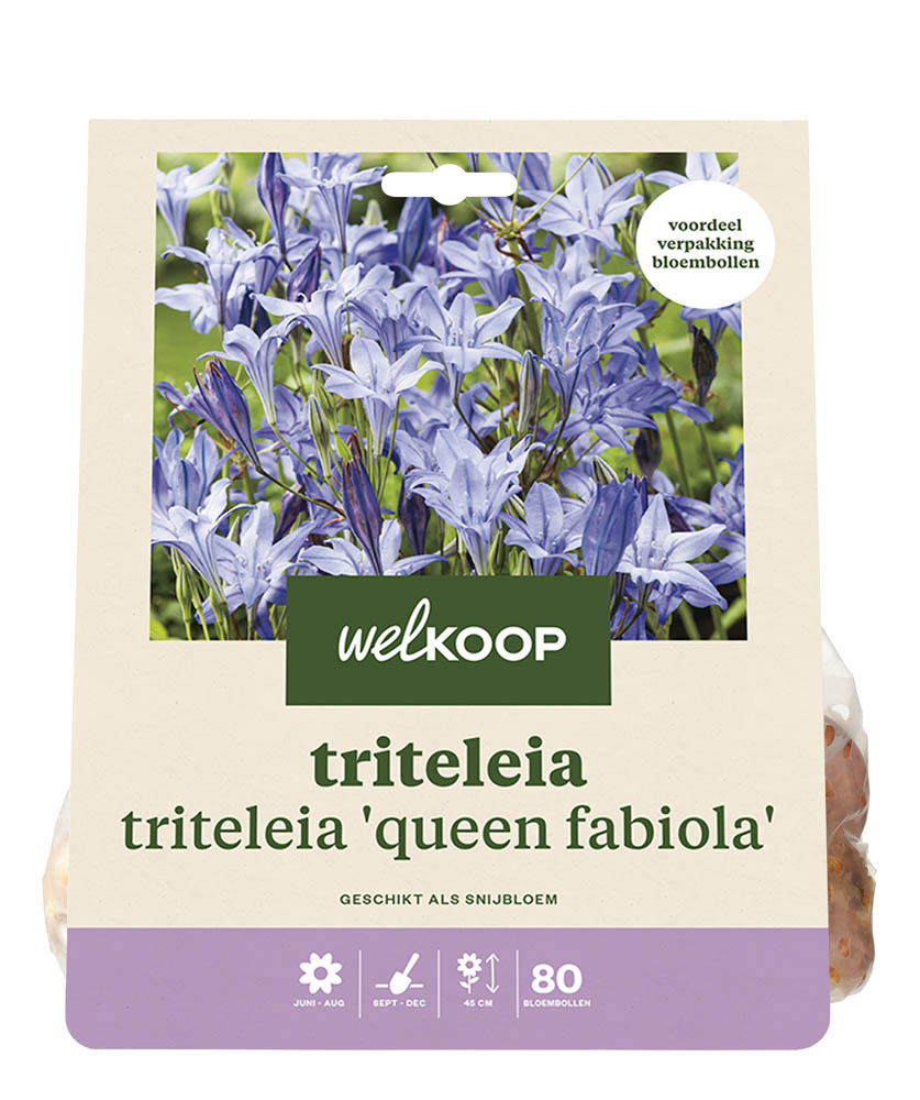 Welkoop Triteleia Nellie - Bloembollen