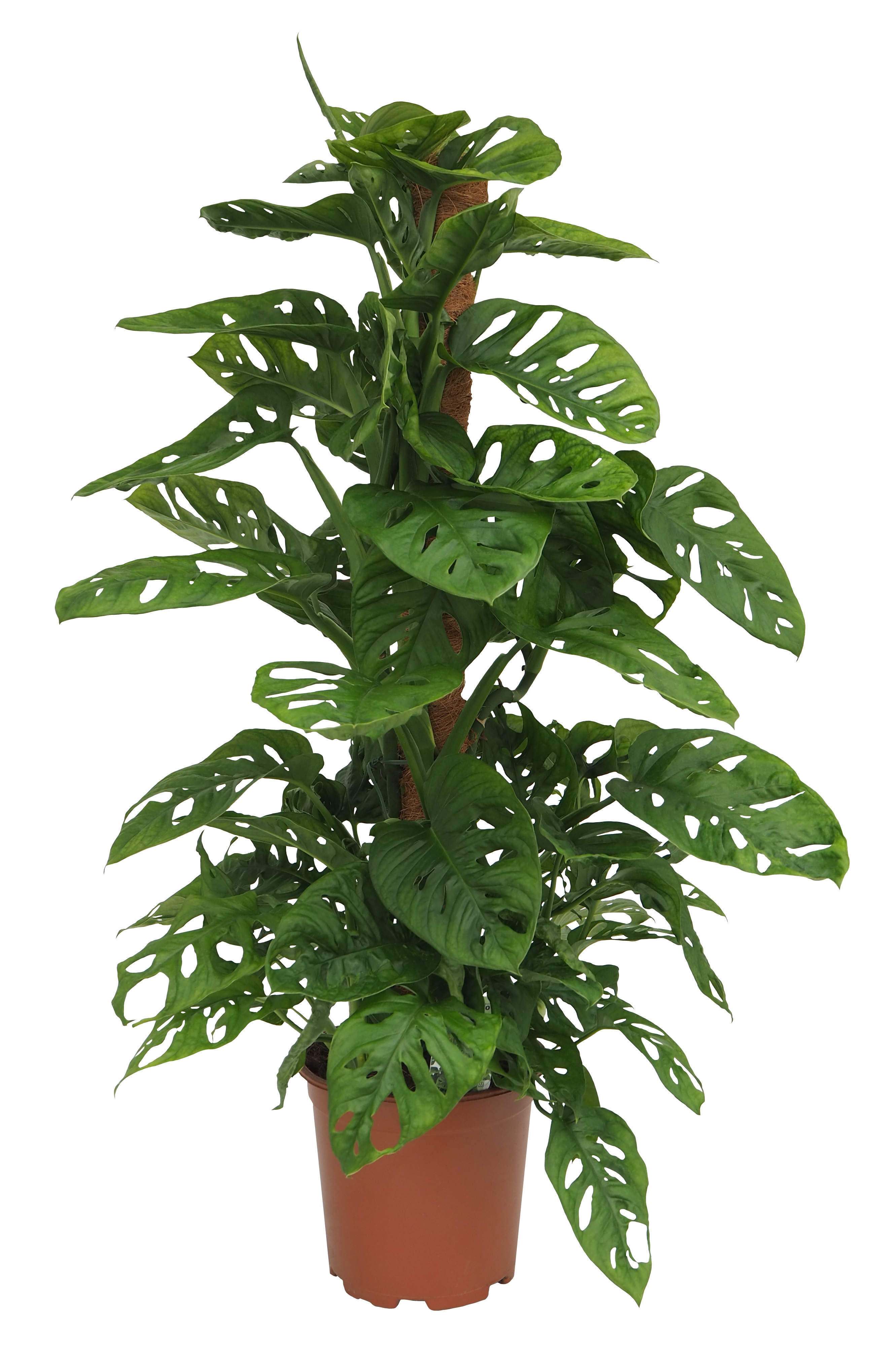 Monstera Mosstok (gatenplant) - Kamerplant