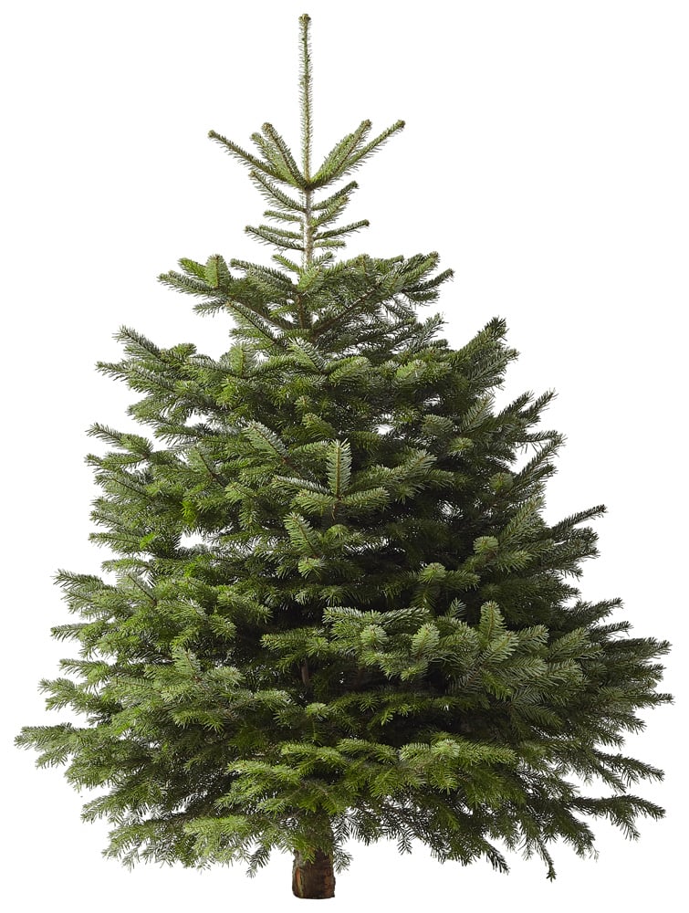 Welkoop Nordmann gezaagd - Kerstboom - 150 cm Welkoop Nordmann gezaagd - Kerstboom - 150 cm