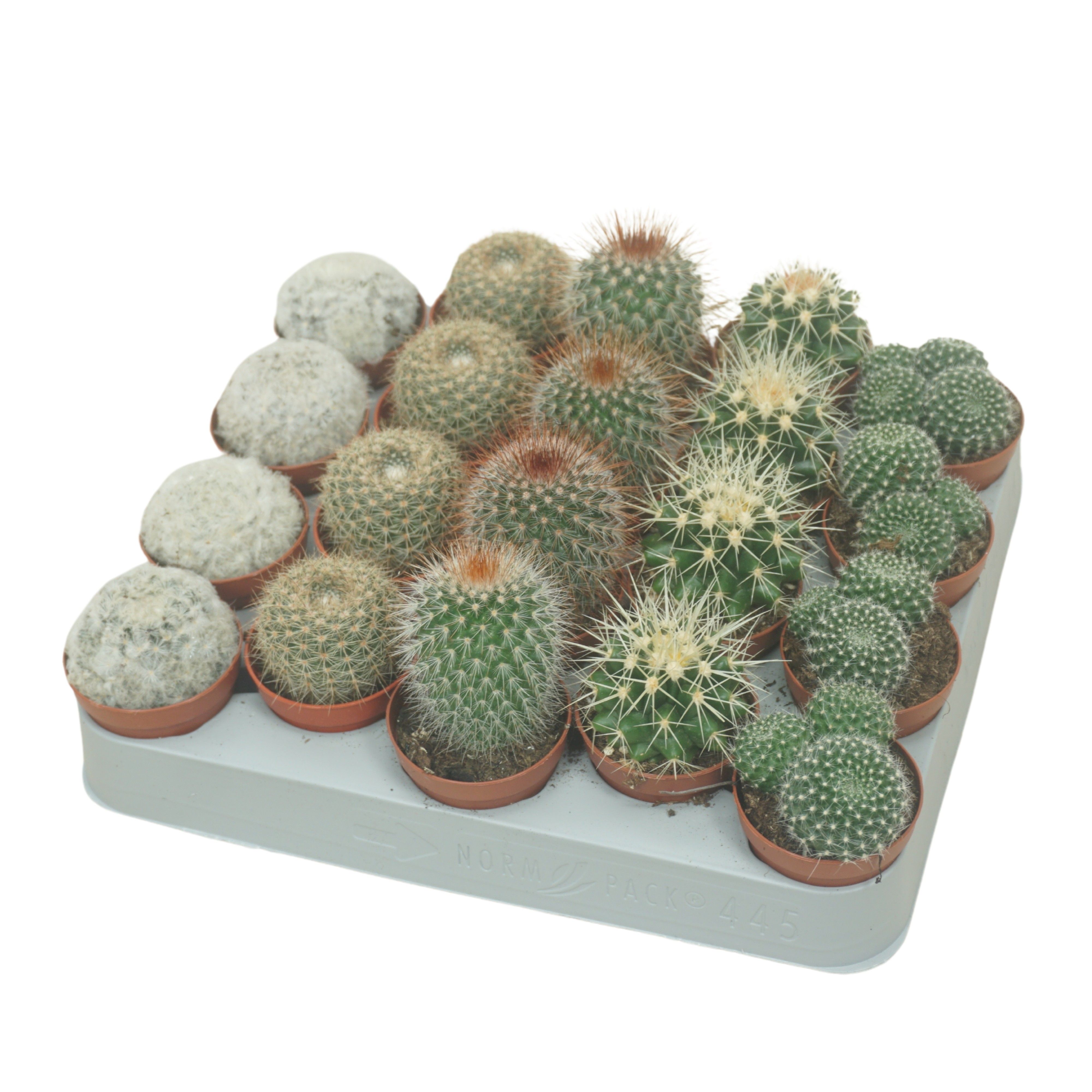 Cactus - Kamerplant - 5.5 cm