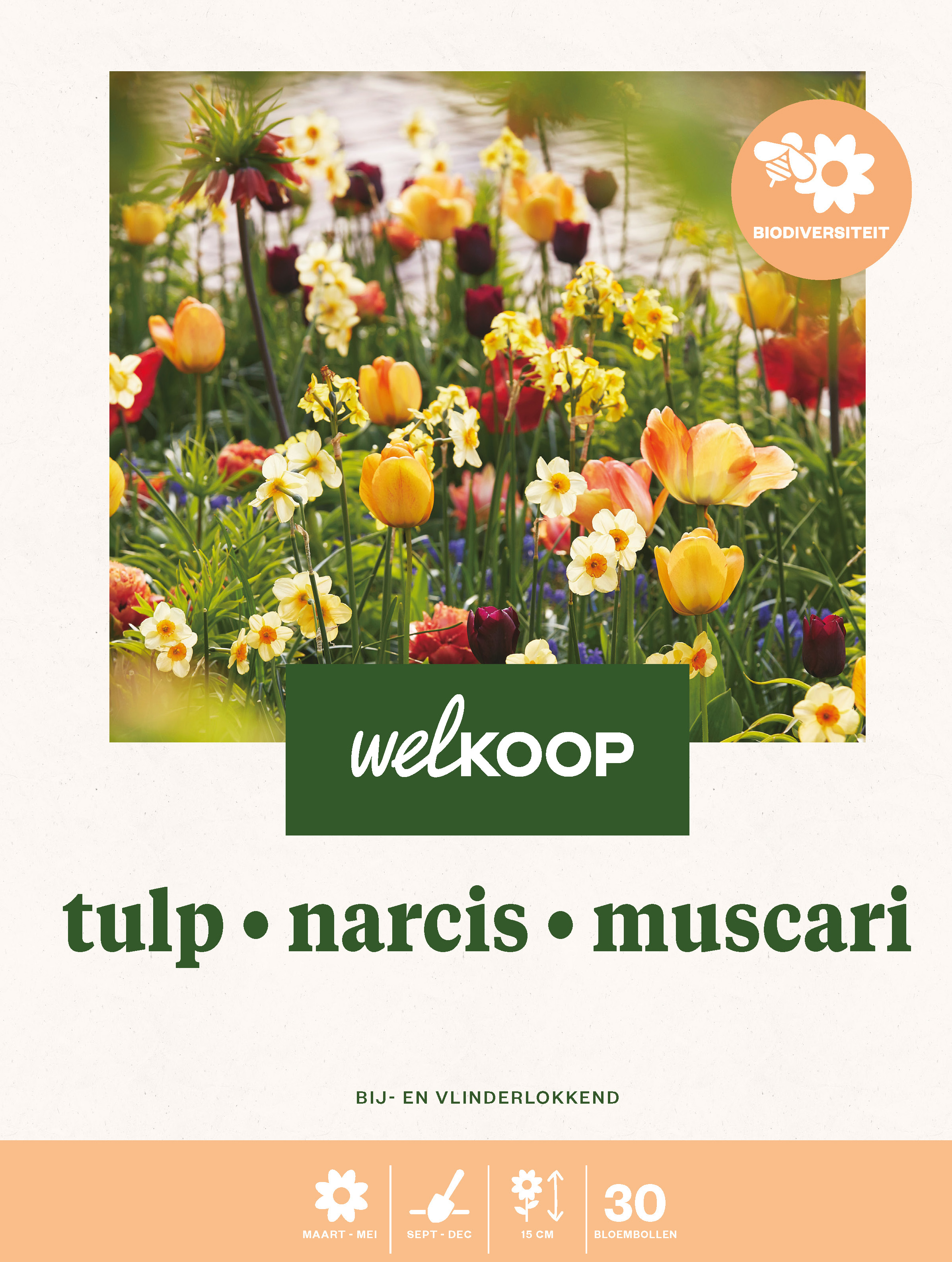Welkoop Tulp Narcis Blauwe druifjes Biodiversiteit - Bloembollen