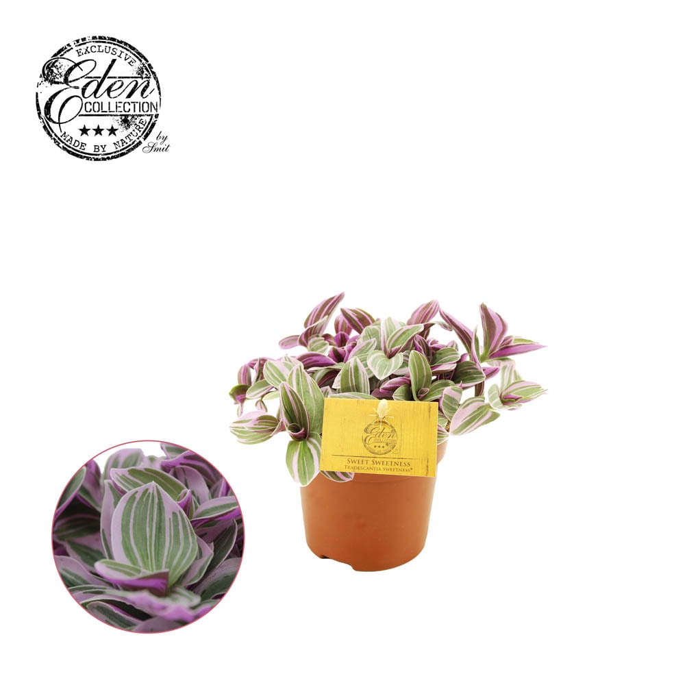 Tradescantia Zebrina (eendagsbloem) - Kamerplant - 10.5 cm
