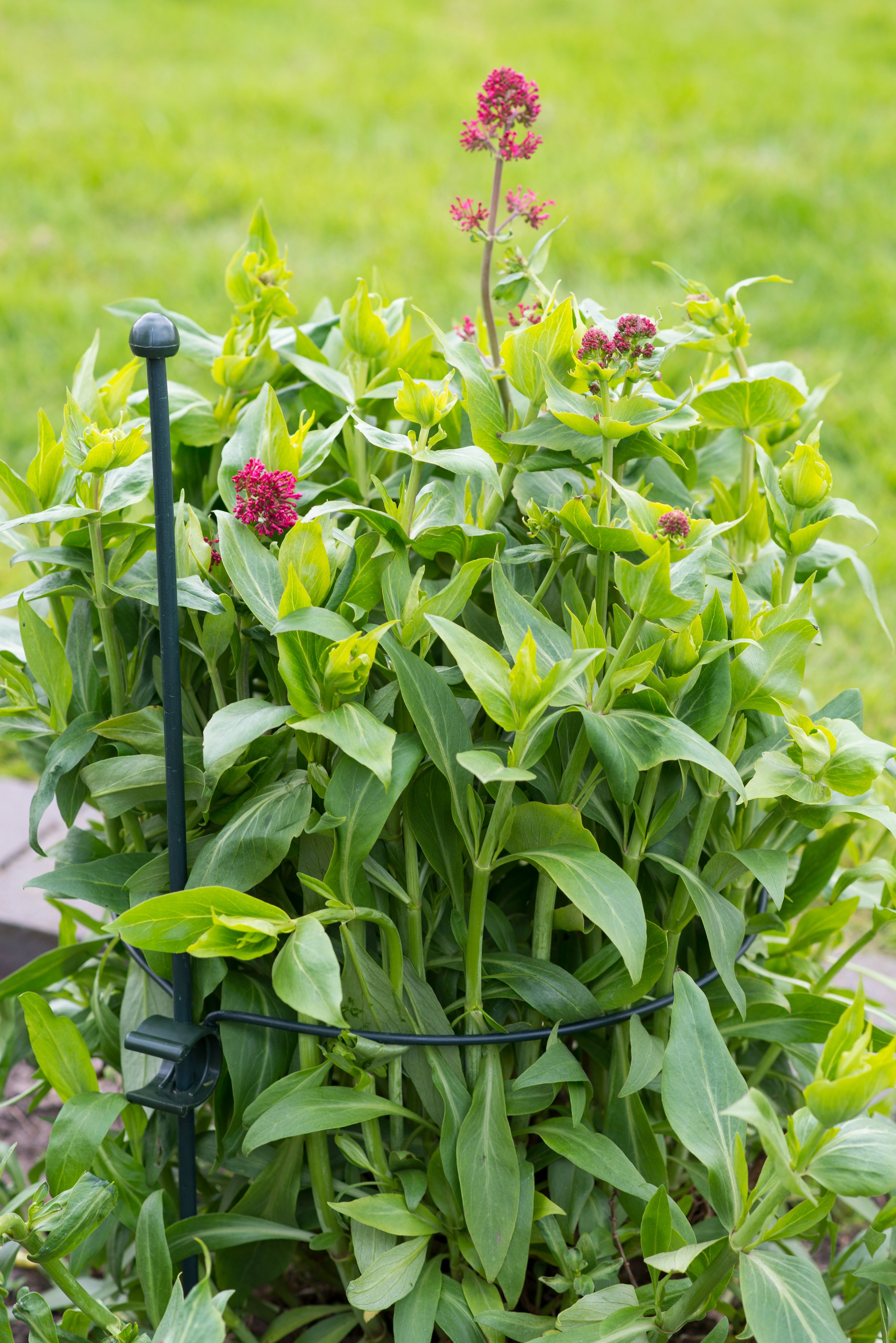 Nature Plantensteun rond - Klim- en Geleide Artikelen - 26x22x30 cm