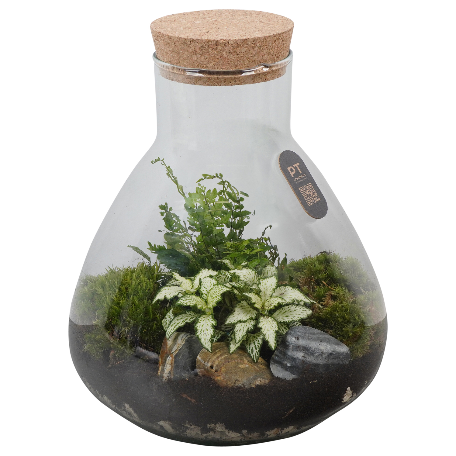 Terrarium - Kamerplant - 23 cm Terrarium - Kamerplant - 23 cm