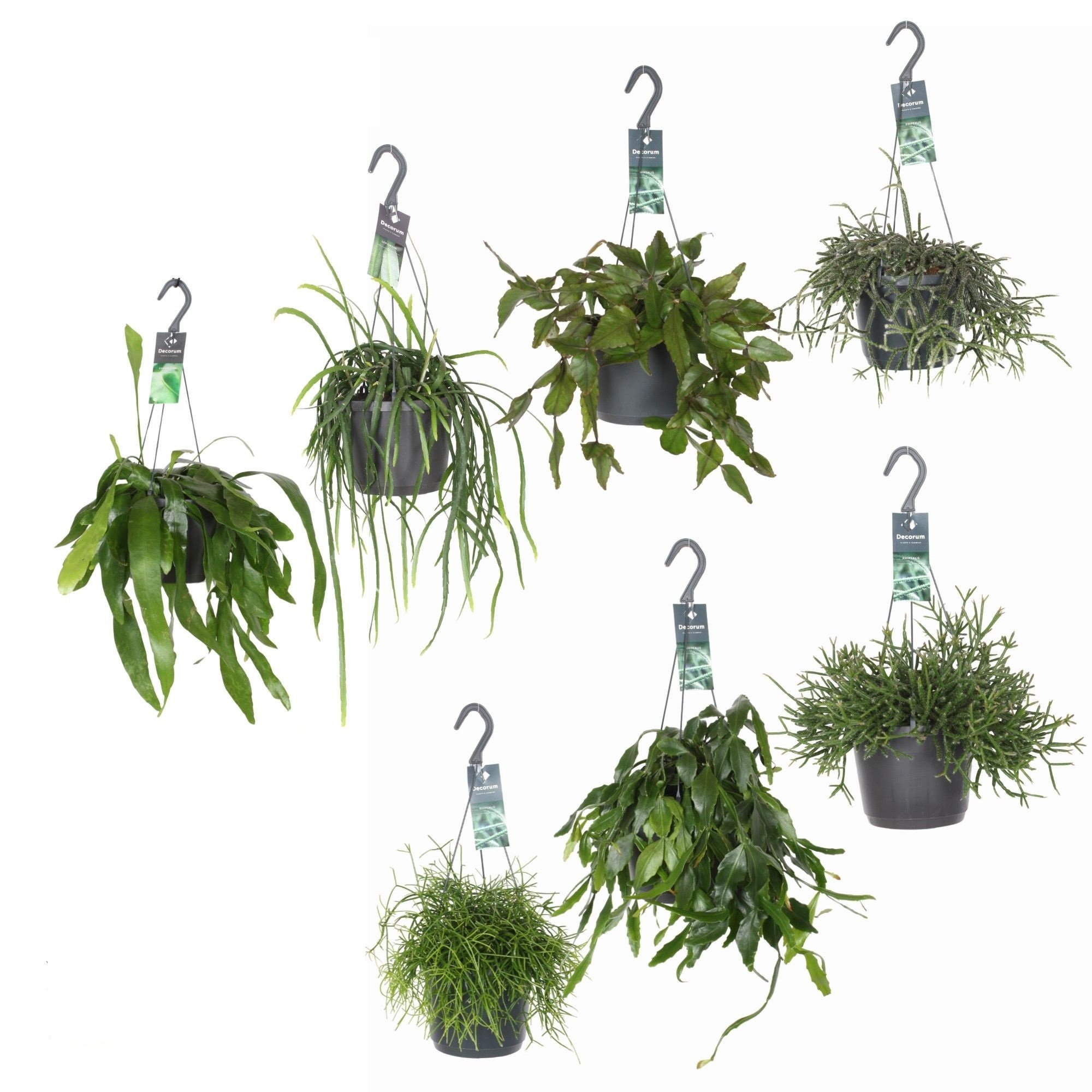 Rhipsalis Mix (rotskoraal) - Kamerplant - 10.5 cm