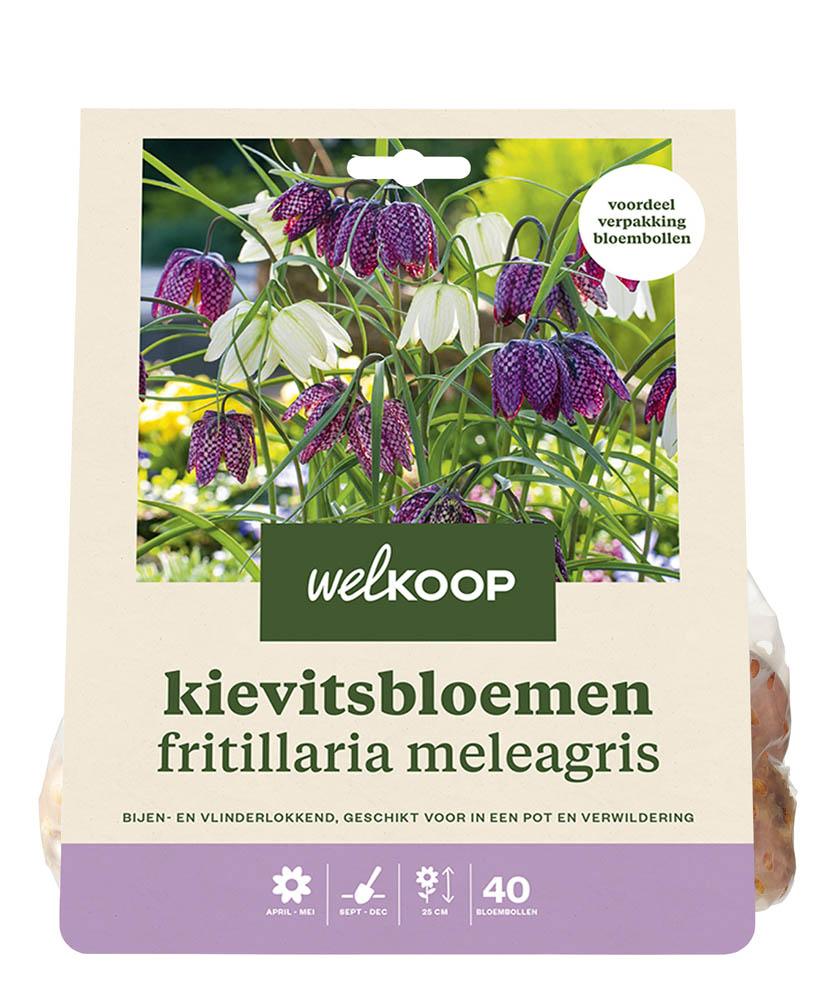 Welkoop Kievitsbloem Iwona  - Bloembollen