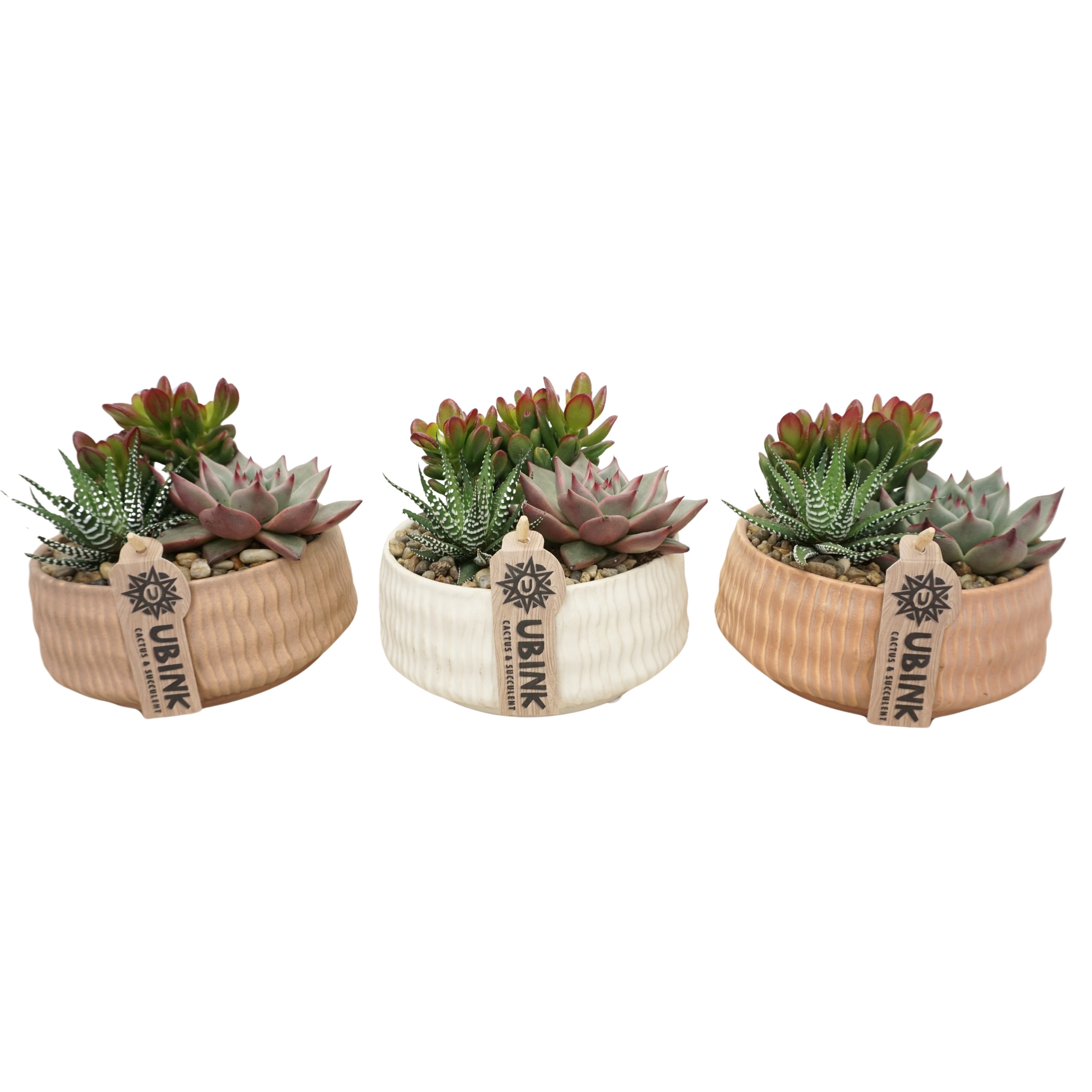 Arrangement - Kamerplanten - 20 cm