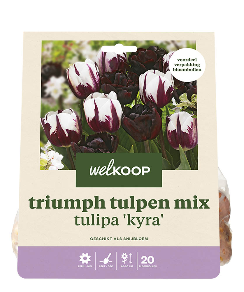 Welkoop Tulpen mix Femke - Bloembollen