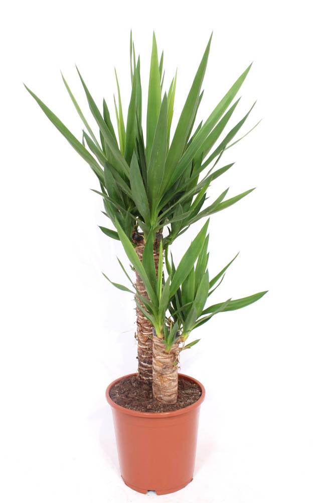 Yucca (palmlelie) - Kamerplant - 21 cm Yucca (palmlelie) - Kamerplant - 21 cm