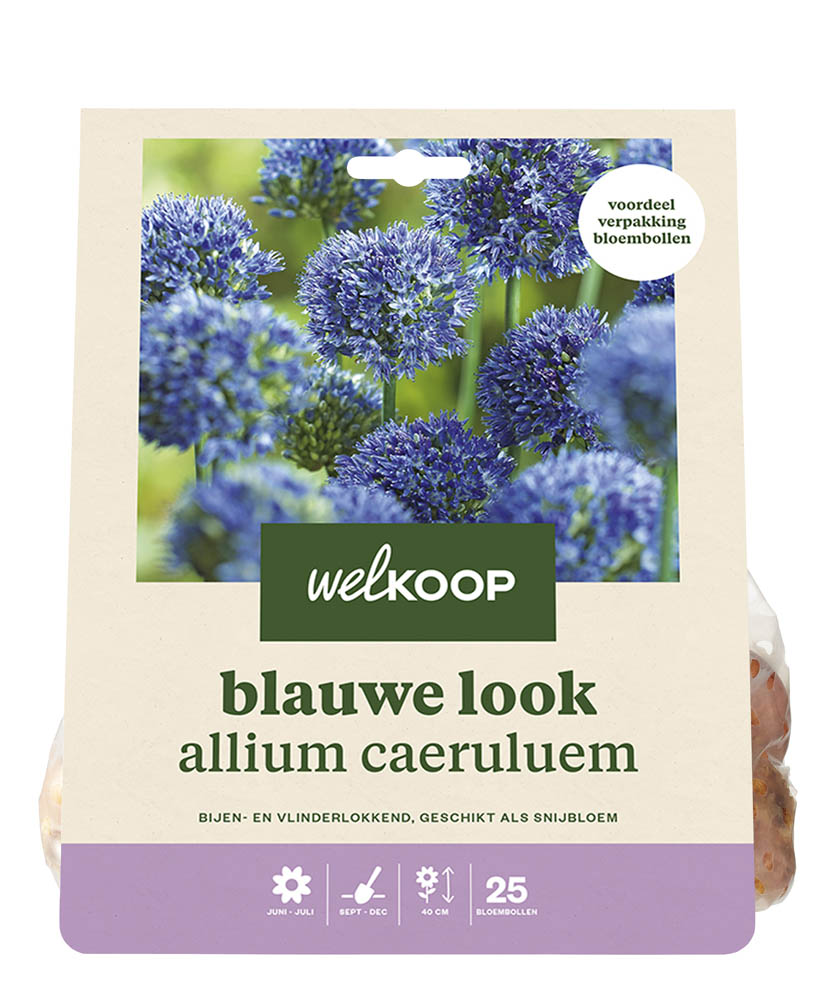 Welkoop Allium Lauren - Bloembollen