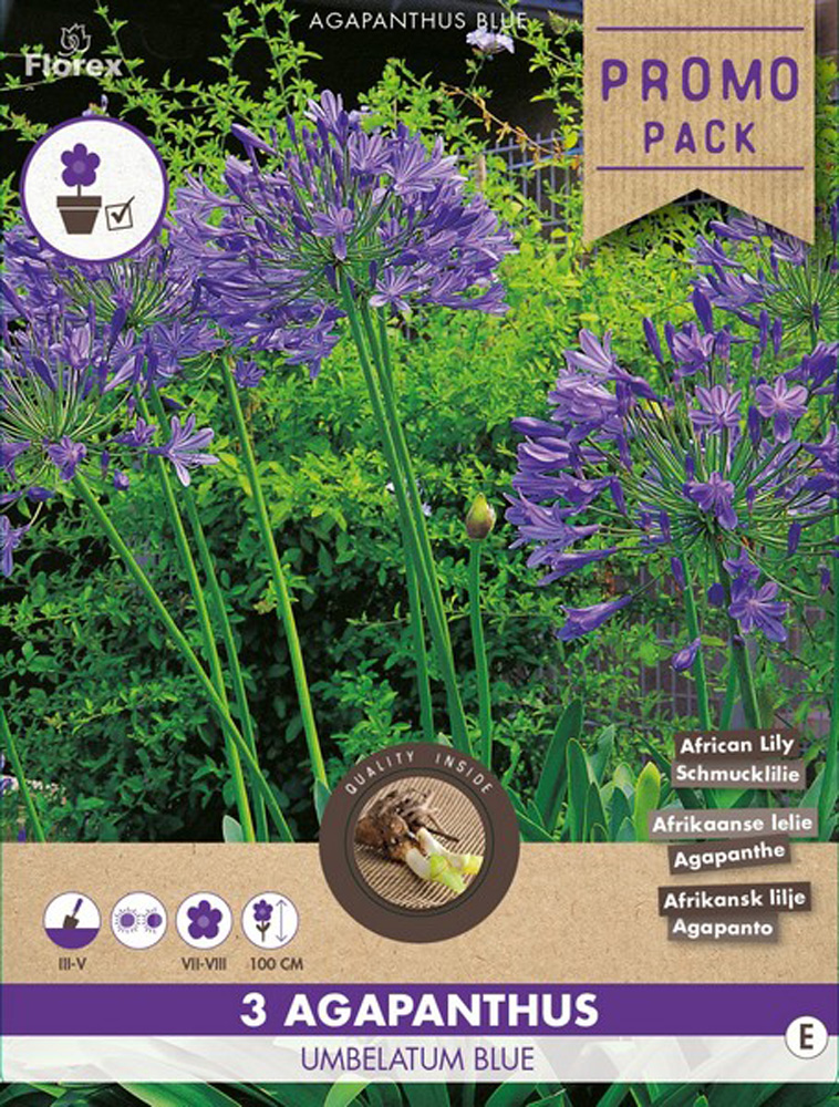 Florex Agapanthus - Bloembollen - Blauw Florex Agapanthus - Bloembollen - Blauw
