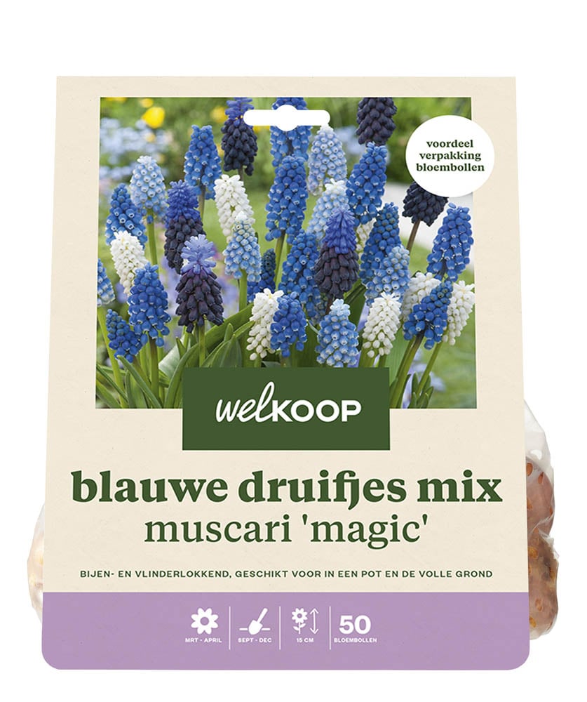 Welkoop Blauwe druifjes Muscari Armeniacum mix - Bloembollen