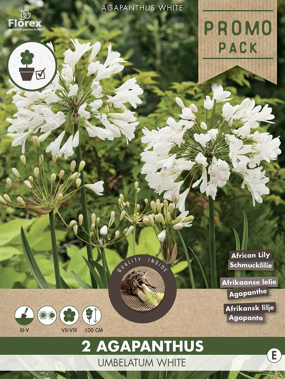 Florex Agapanthus - Bloembollen - Wit