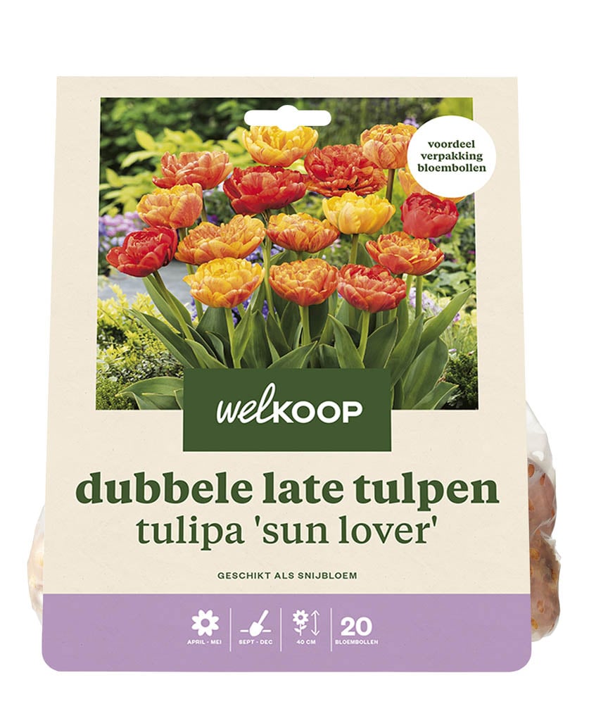 Welkoop Dubbele Tulp Lucy - Bloembollen