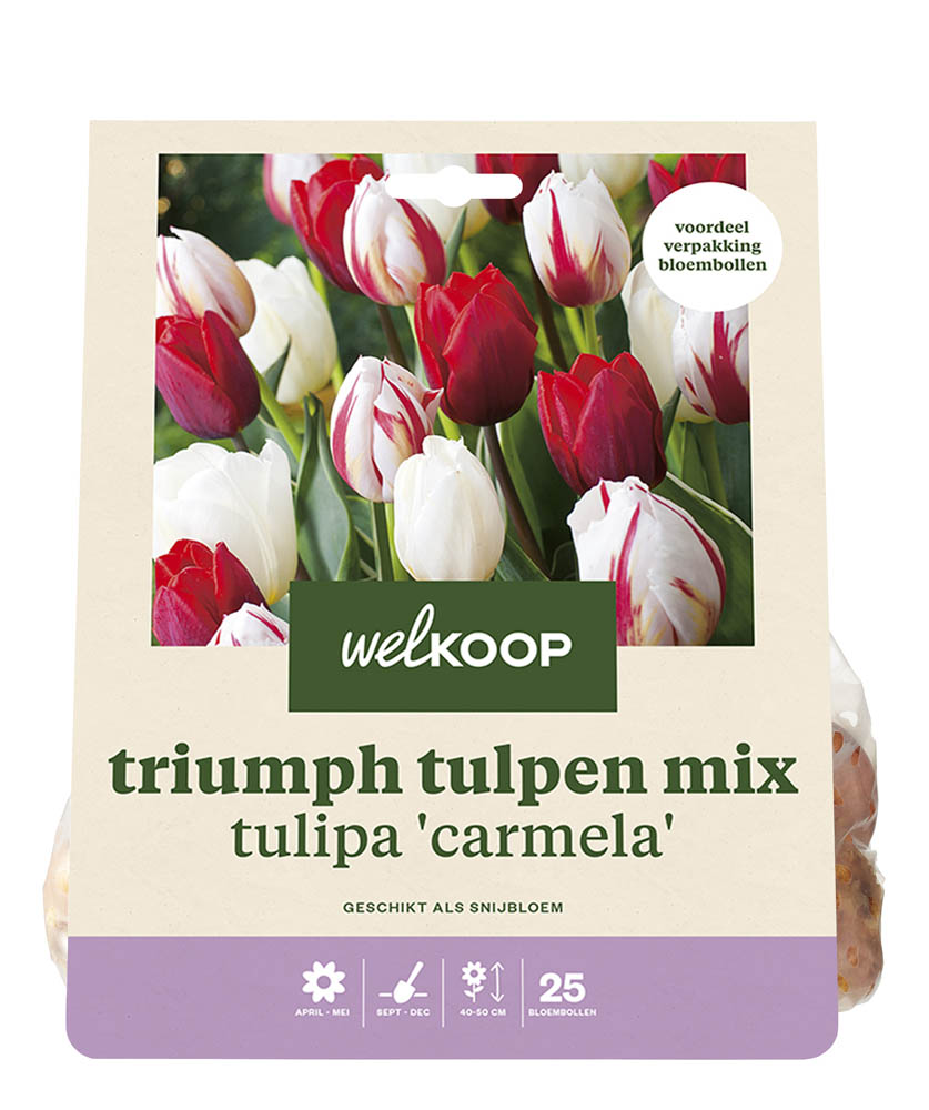 Welkoop Tulpen mix Peggy - Bloembollen