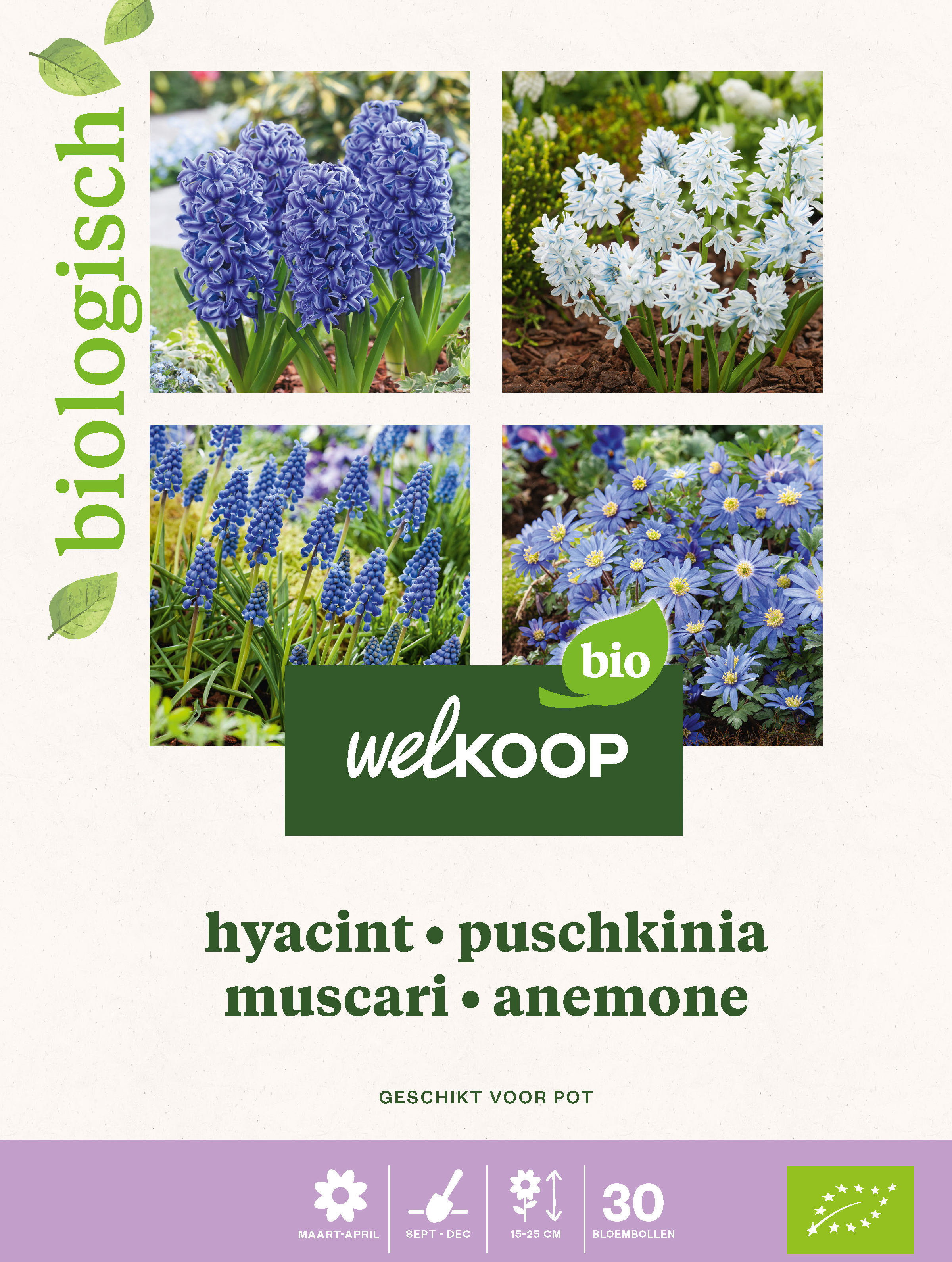 Welkoop Hyacint Biologisch Blauwe druifjes Anemone - Bloembollen