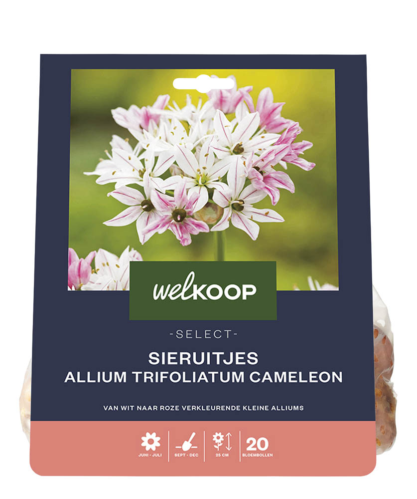 Welkoop Select Allium Saar - Bloembollen