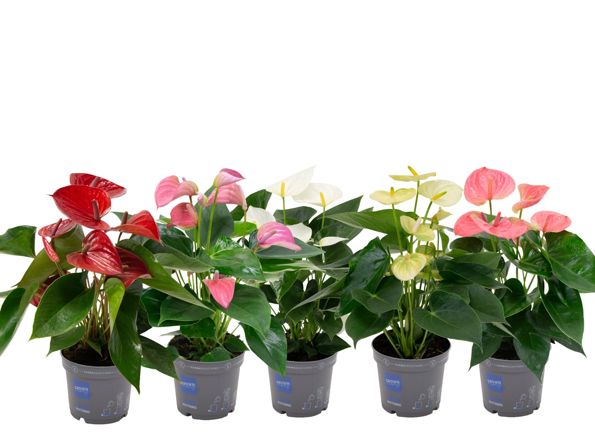 Anthurium Karma (flamingoplant) - Kamerplant - 12 cm Anthurium Karma (flamingoplant) - Kamerplant - 12 cm