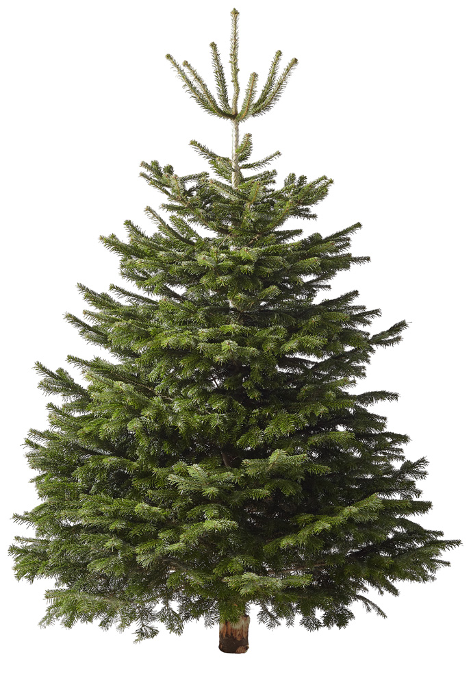 Nordmann gezaagd - Kerstboom - 225 cm
