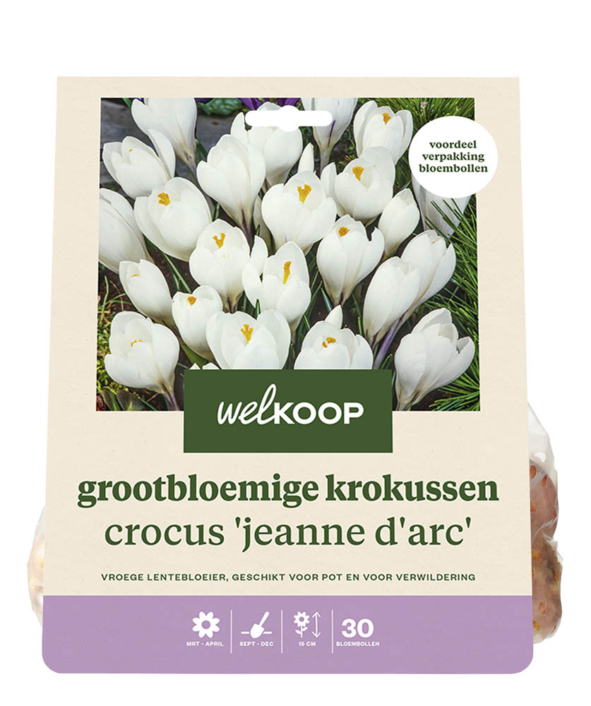 Welkoop Krokus Line - Bloembollen