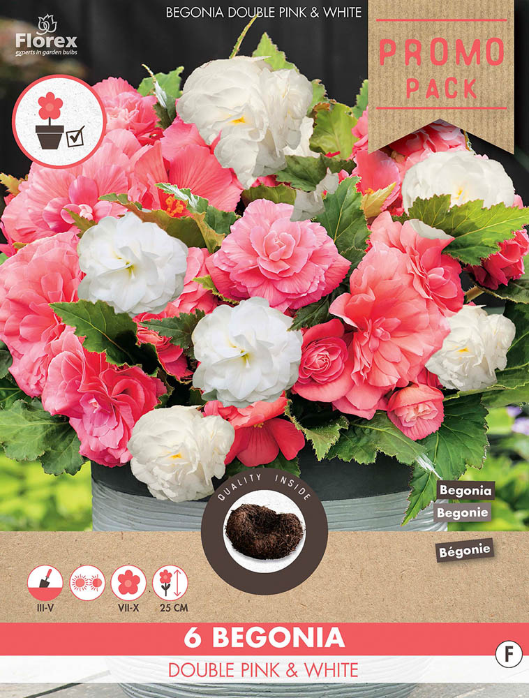 Florex Begonia Dubbel - Bloembollen - Roze