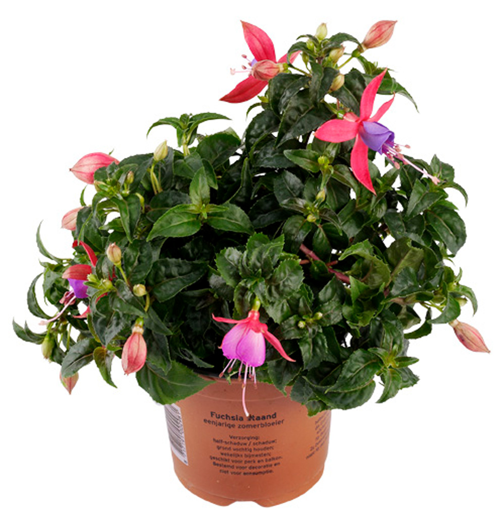 Fuchsia - Eenjarige planten - Roze/rood/paars