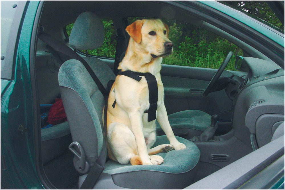 BEEZTEES - Wandel & autogordel Hond - zwart - 28x15.5x27.5 cm - XL