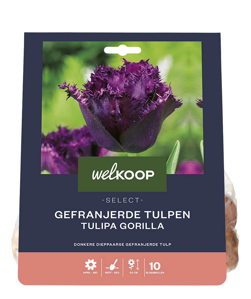 Welkoop Select Tulp Catharina - Bloembollen