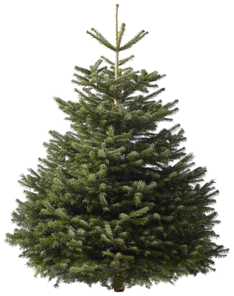 Welkoop Nordmann gezaagd - Kerstboom - 175 cm Welkoop Nordmann gezaagd - Kerstboom - 175 cm