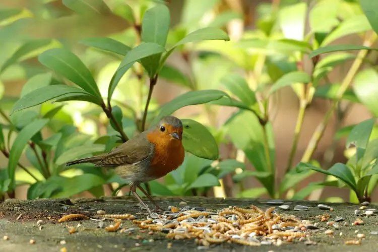 Welkoop. Jouw tuinspecialist.