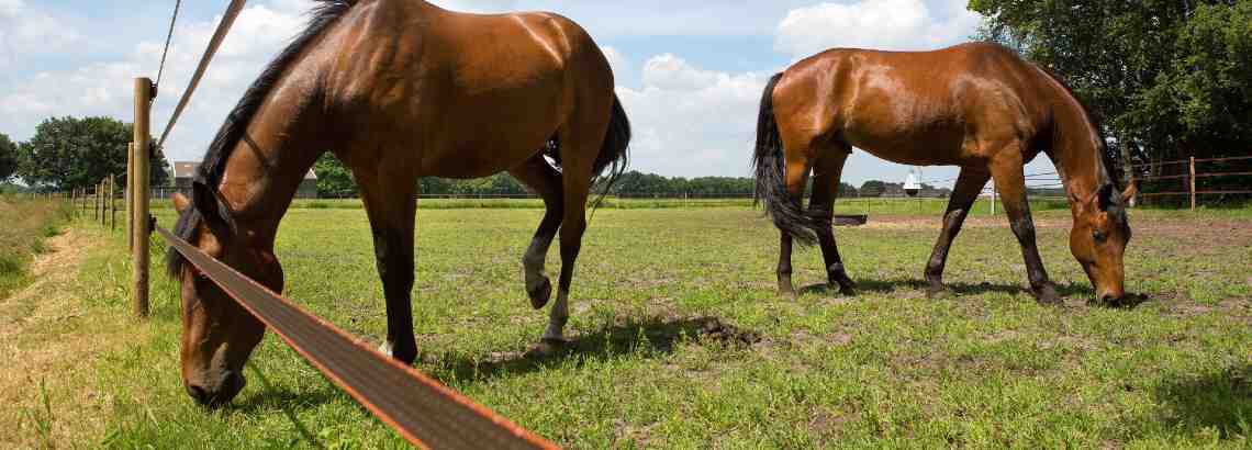 Paard terug naar de wei Paard terug naar de wei