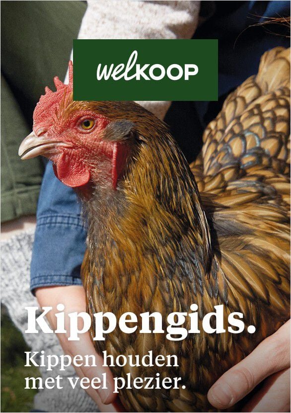 kippen advies welkoop